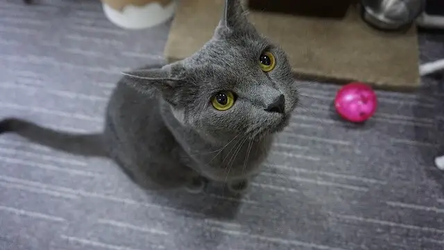 russian blue looking up