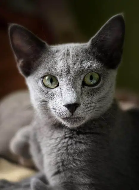 russian blue with green eyes