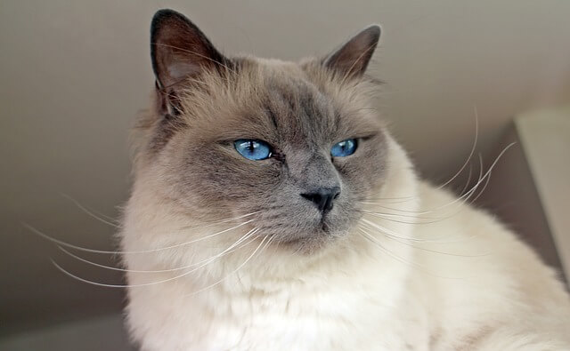 sacred-birman blue eyes