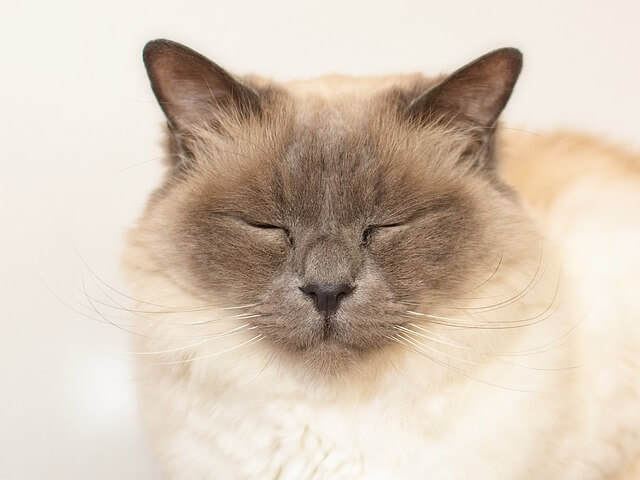 sacred birman eyes closed