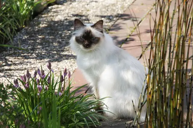 sacred-birman sitting