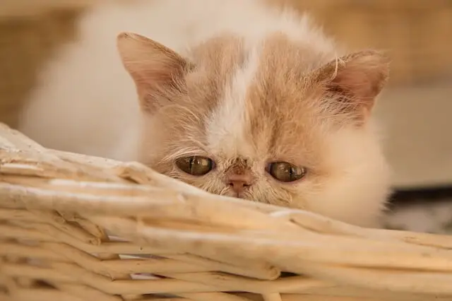sad persian cat