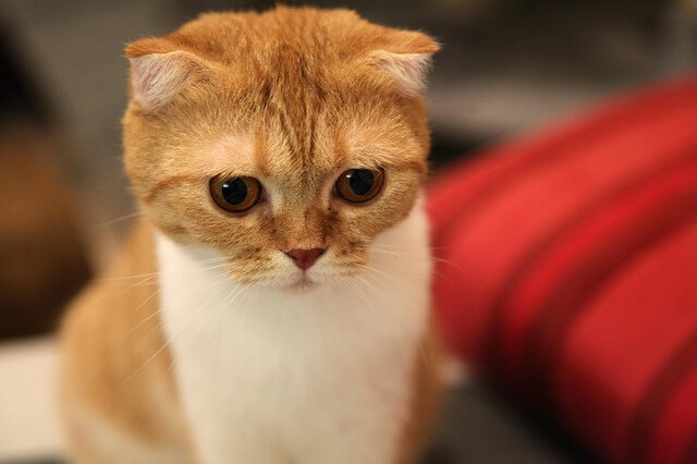 scottish fold cat