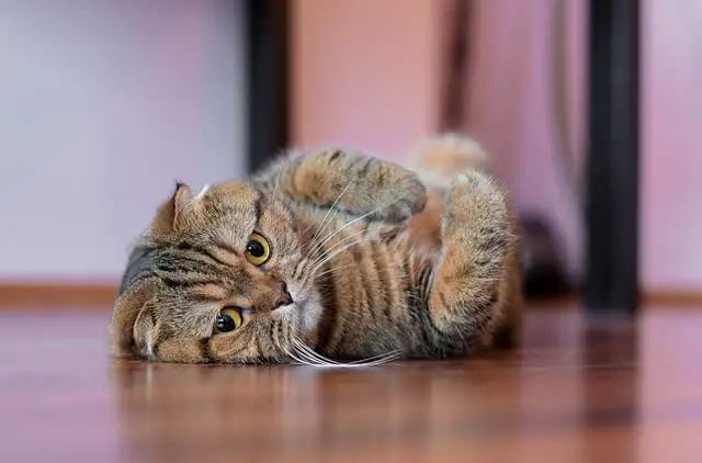 scottish-fold cat laying on floor