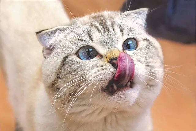 scottish fold licking