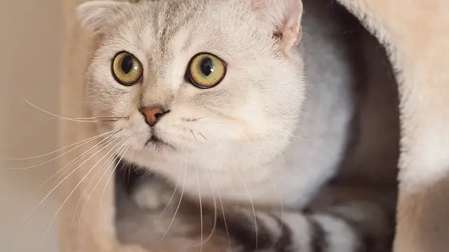 scottish fold peeking