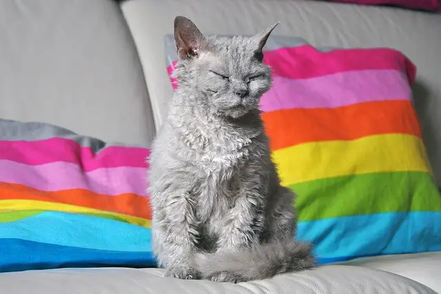 selkirk rex kitten