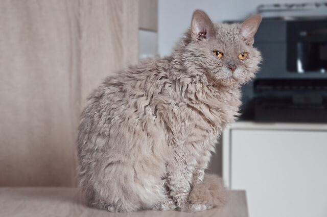 selkirk rex on table