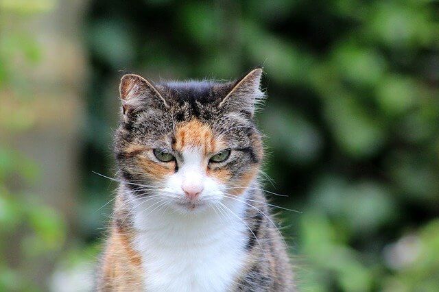 senior tricolor cat