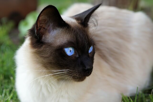 siamese blueeyed