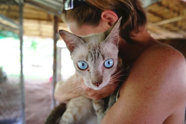 siamese cat in shelter