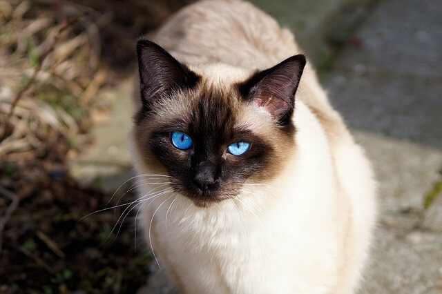 Siamese