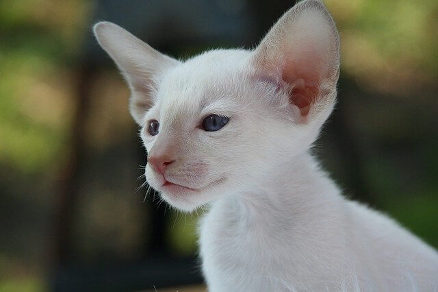 siamese kitten white