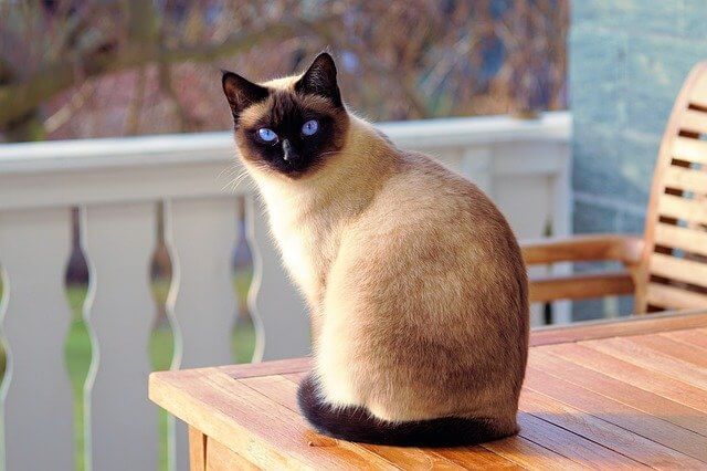 siamese looking back