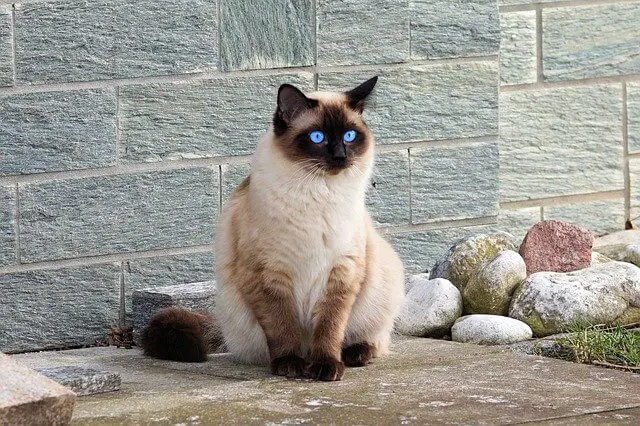 siamese sitting outside