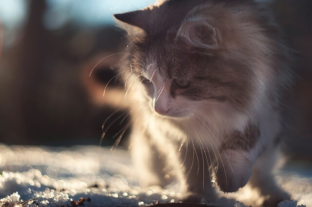 siberian cat