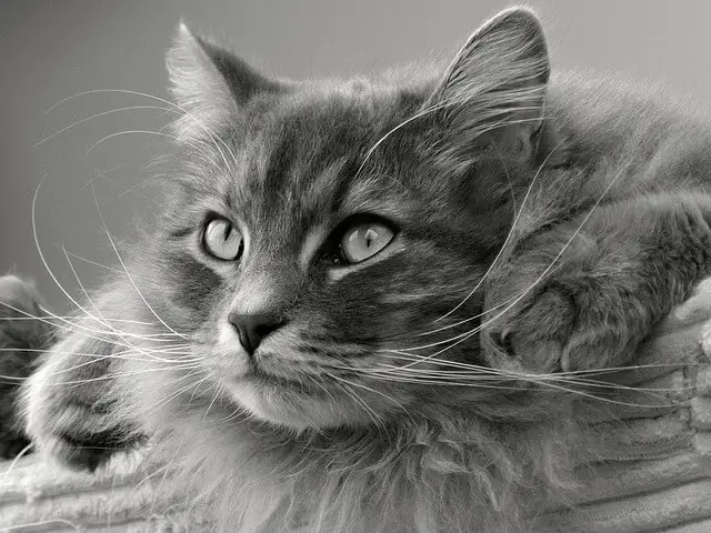 siberian-cat closeup