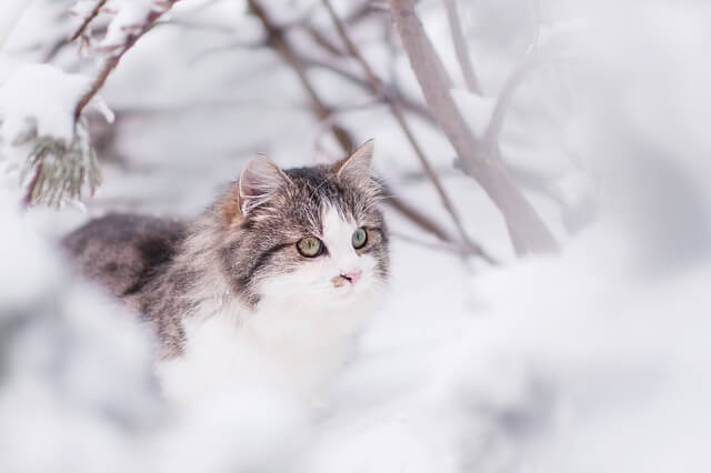 siberian-cat in snow