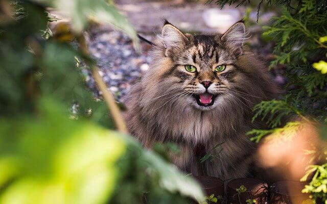 siberian-cat