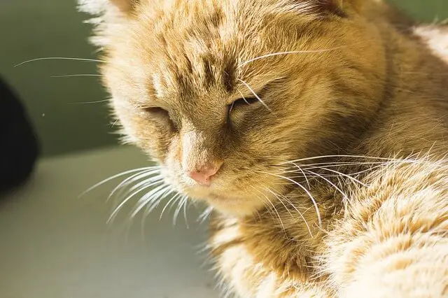 sleepy cat in sun