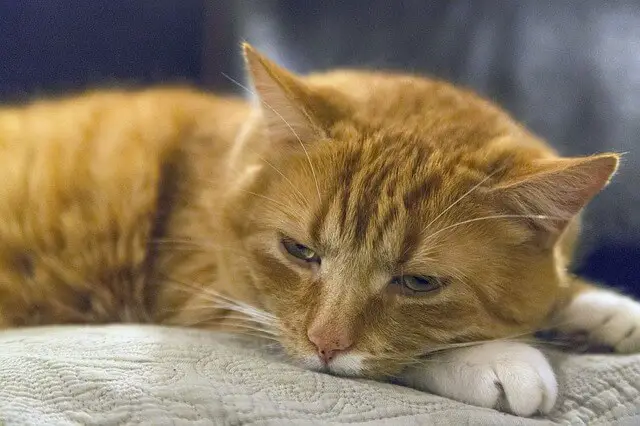 sleepy cat on bed