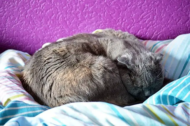 sleepy fat cat