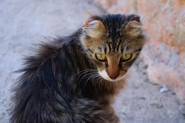 smelly stray cat