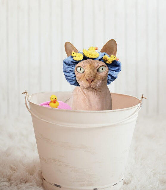 sphynx-bath