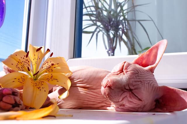 sphynx cat