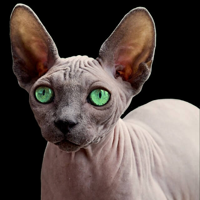 sphynx portrait