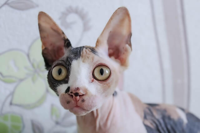sphynx zoomed