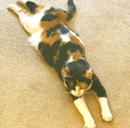 sploot cat