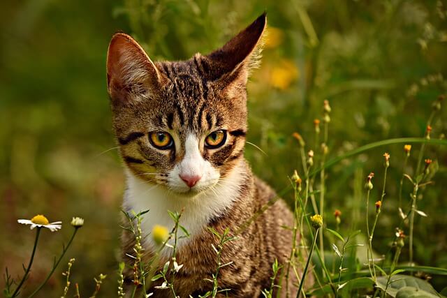 tabby-cat-outside