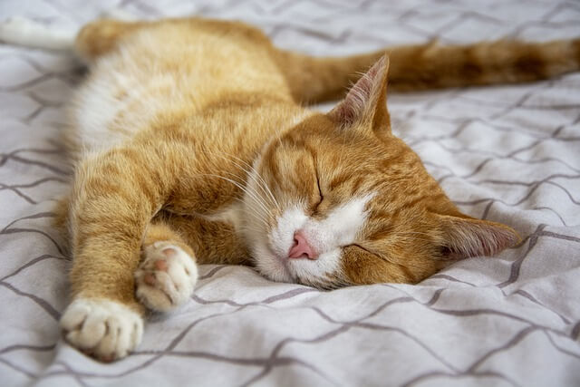 tabby-cat sleeping on bed