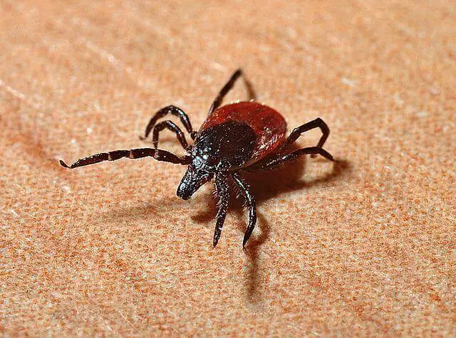 tick closeup