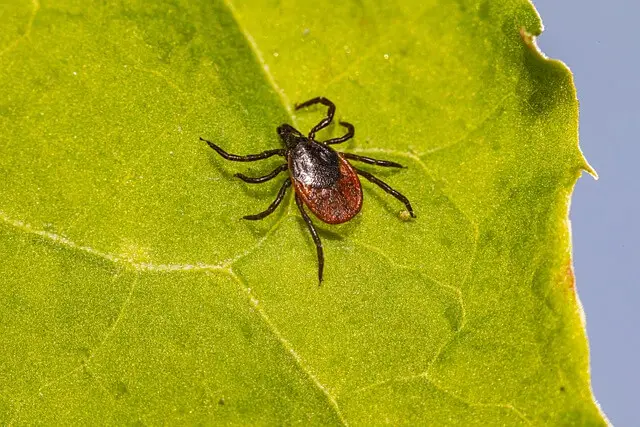 tick on leaf