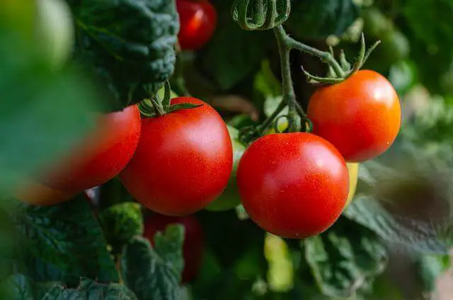 tomatoes in garden