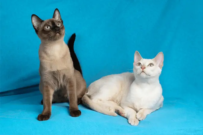 Tonkinese