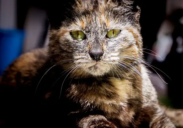 tortoiseshell cat in sun