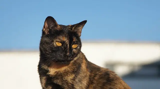 tortoiseshell-cat looking left