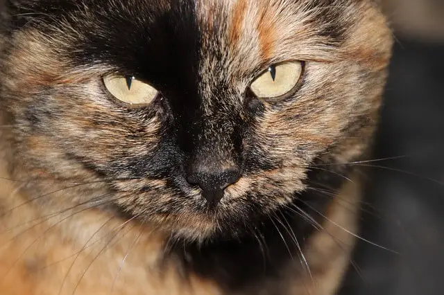 tortoiseshell cat profile