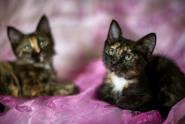 tortoiseshell kittens on pink