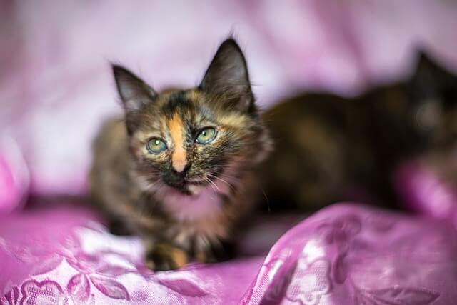 tortoiseshell kittens