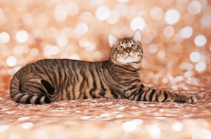 Toyger