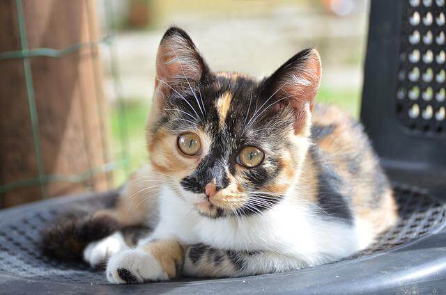 tricolor cat