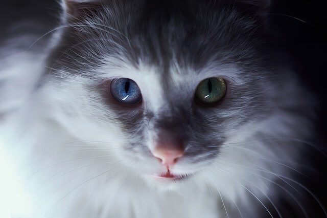 turkish angora face zoomed