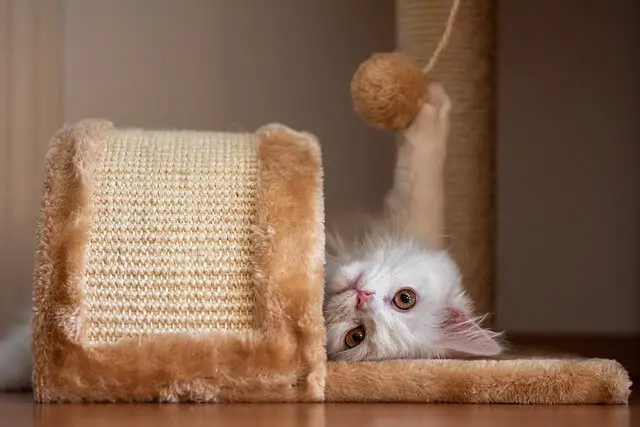 turkish angora kitten