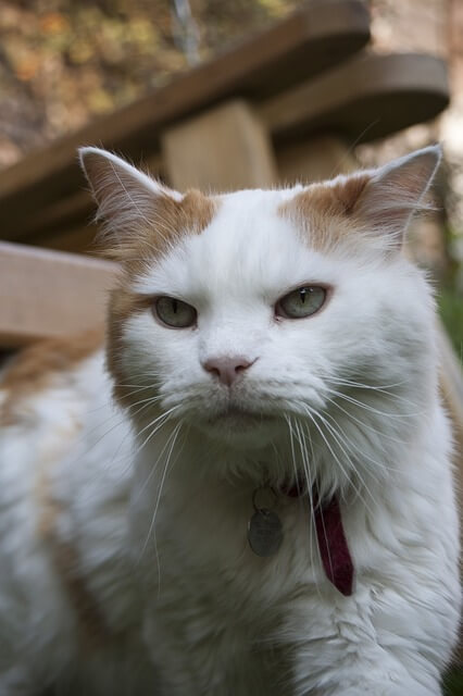 turkish van cat