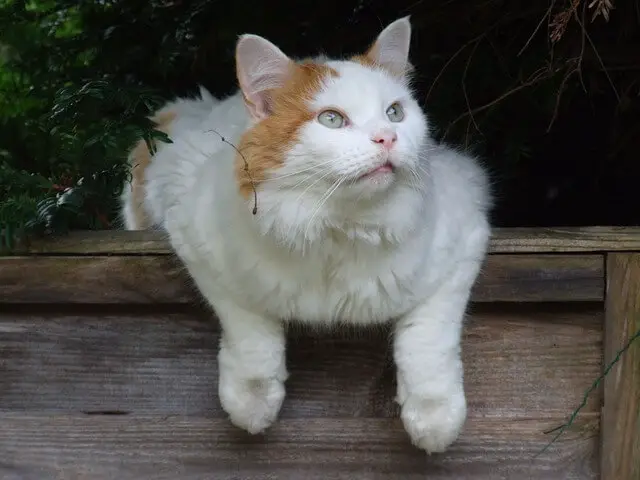 turkish van looking up