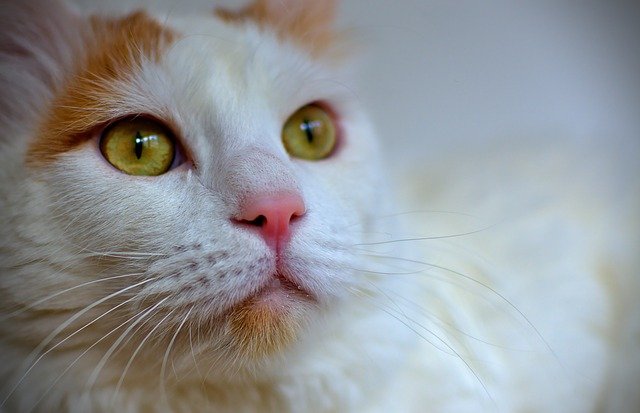 turkish van profile